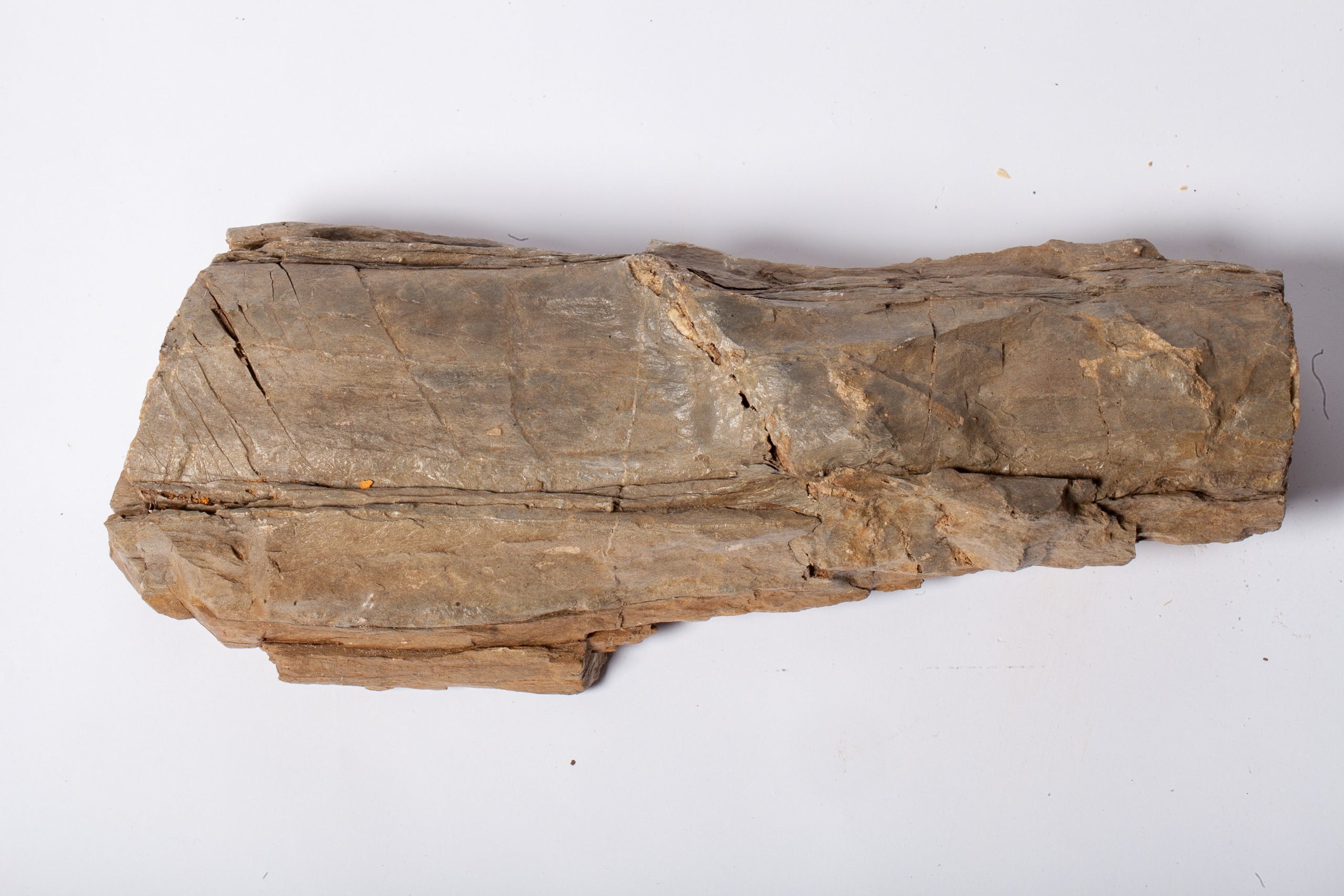 Betulla Fossile Naturale – Legno Pietrificato