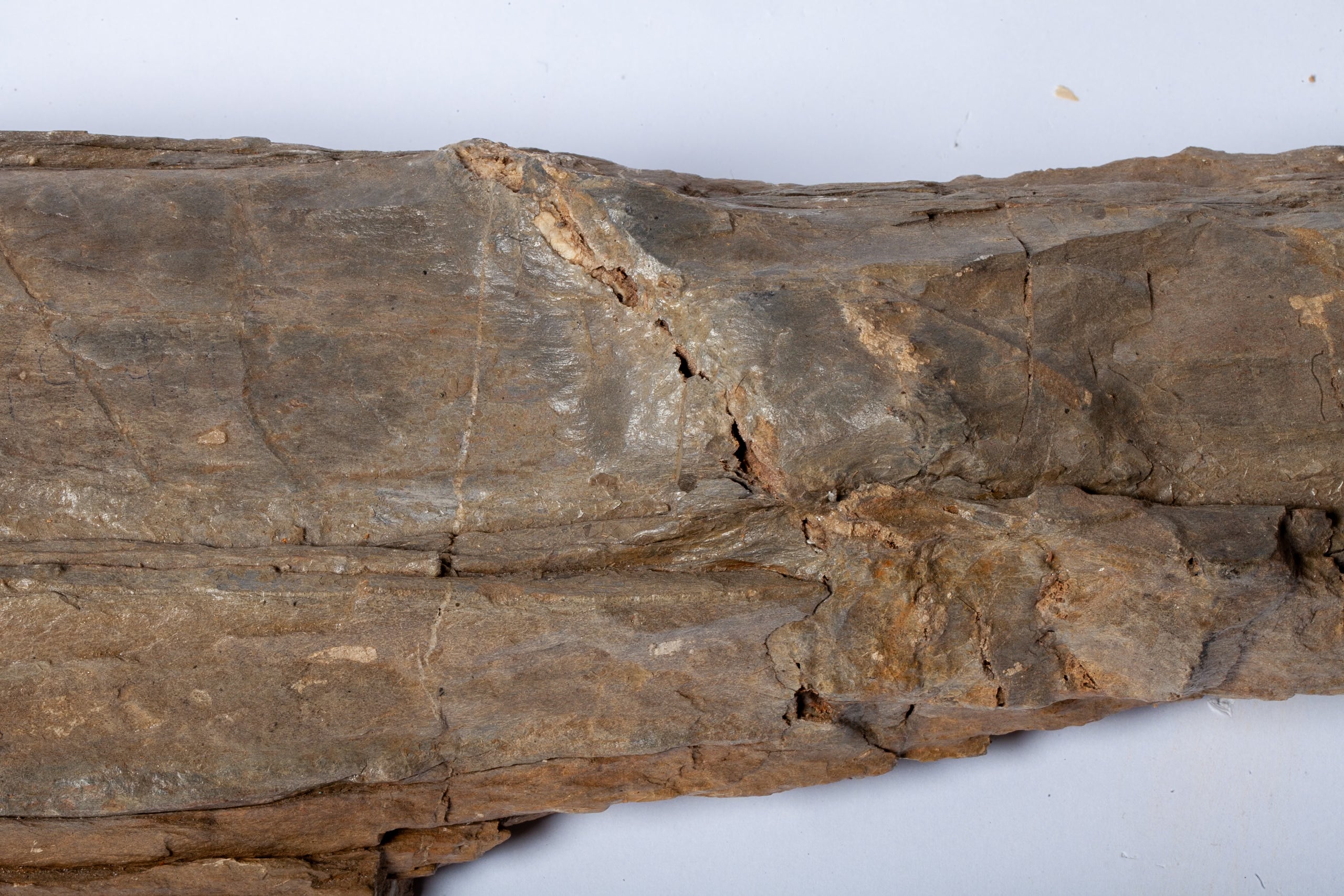 Betulla Fossile Naturale – Legno Pietrificato