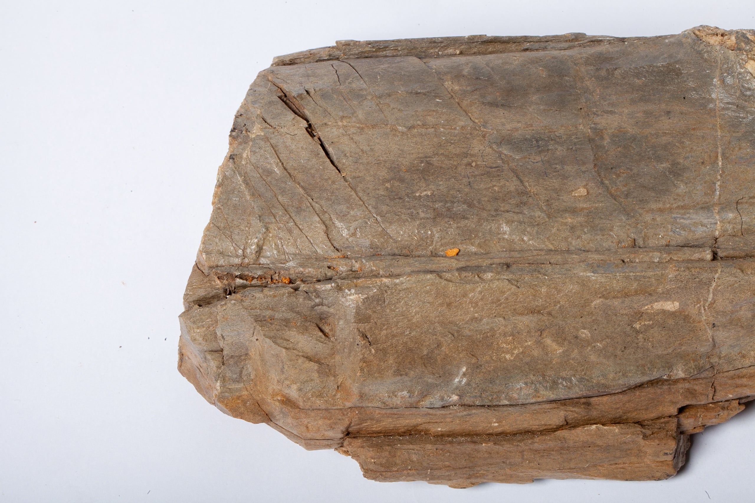 Betulla Fossile Naturale – Legno Pietrificato