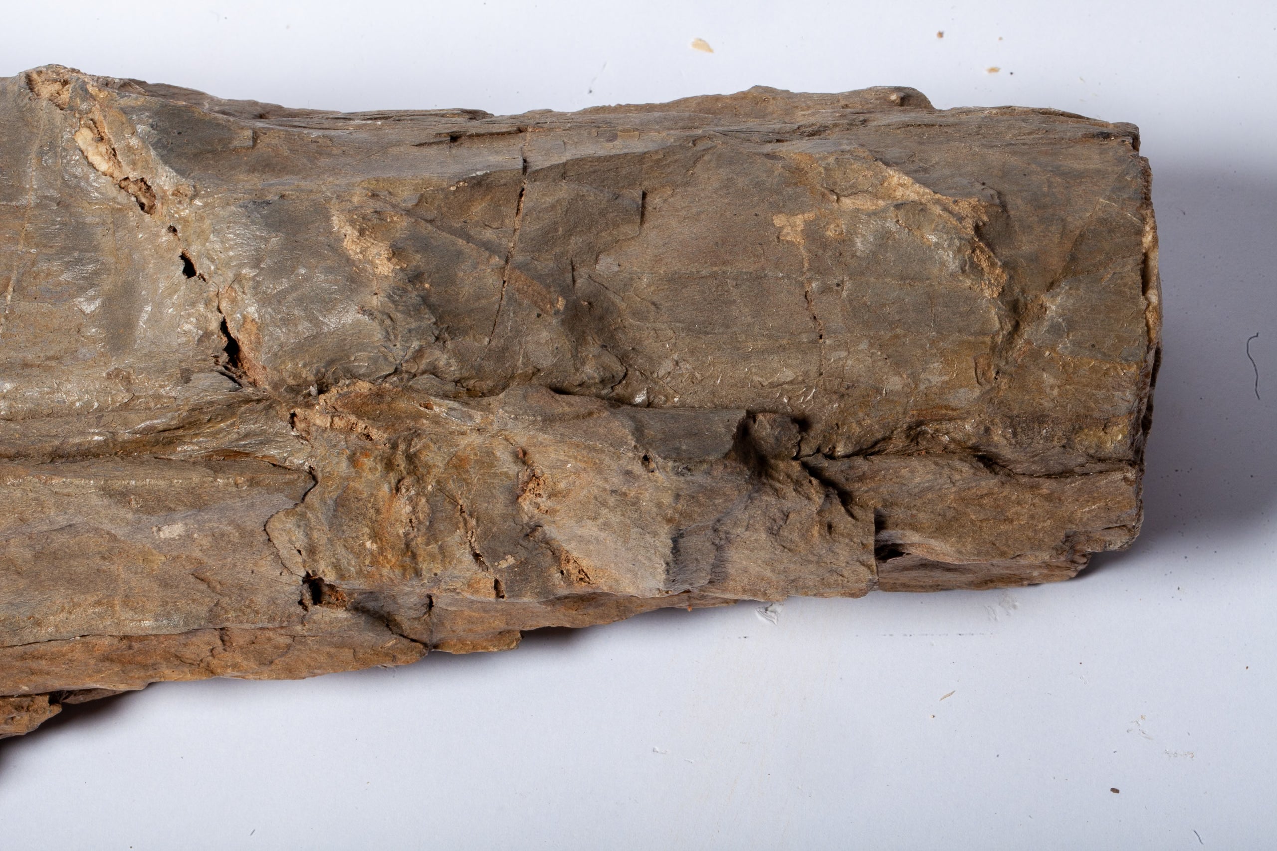 Betulla Fossile Naturale – Legno Pietrificato