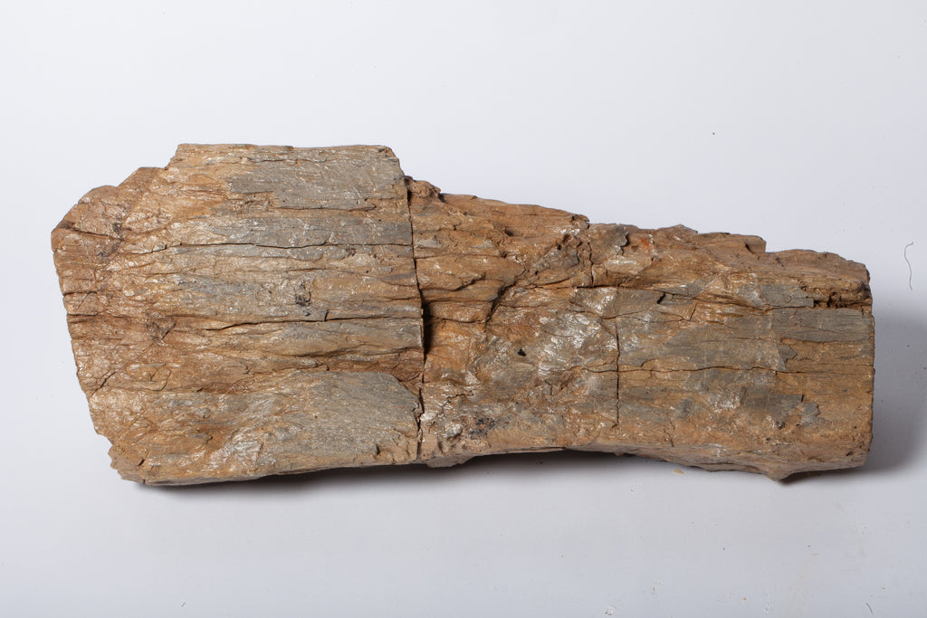 Betulla Fossile Naturale – Legno Pietrificato