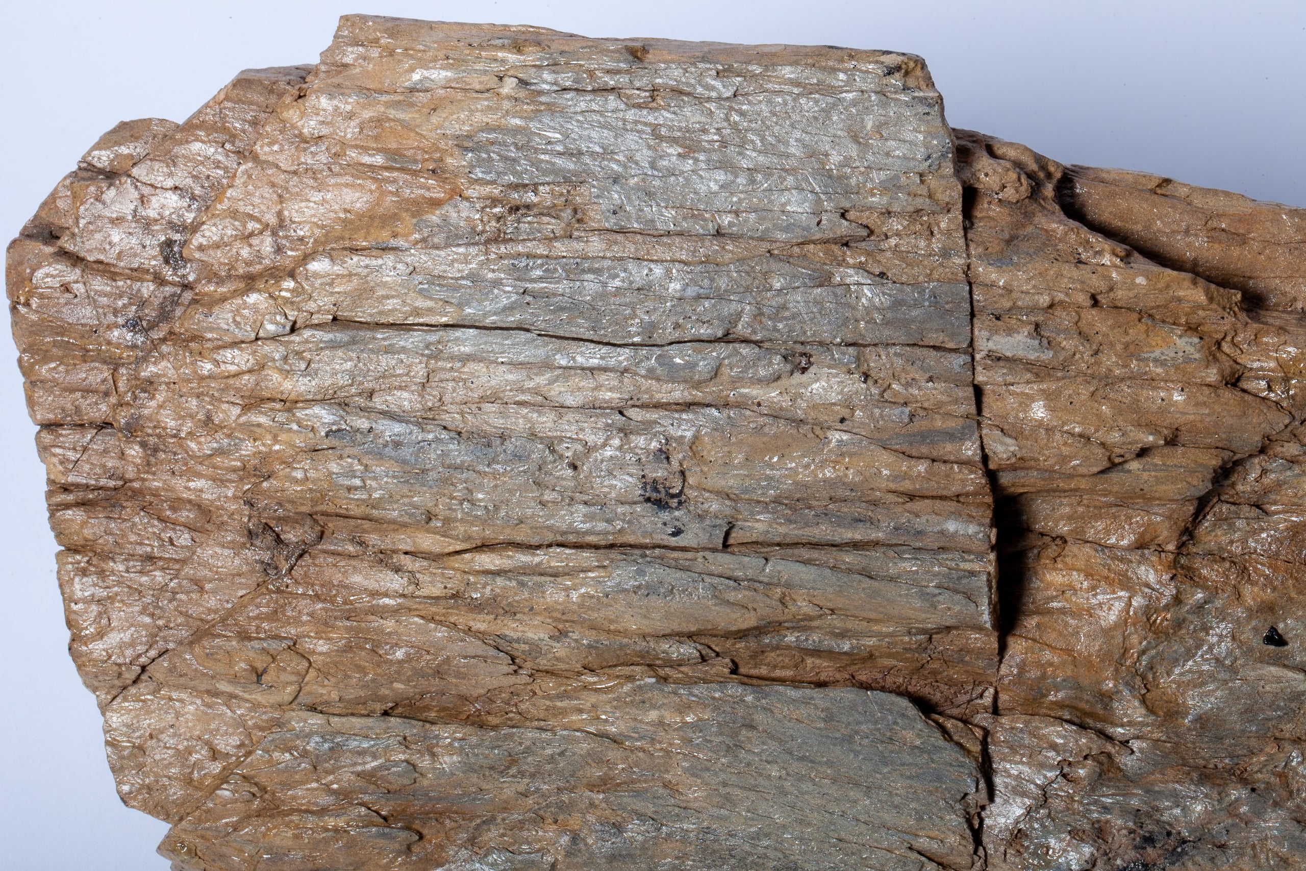 Betulla Fossile Naturale – Legno Pietrificato