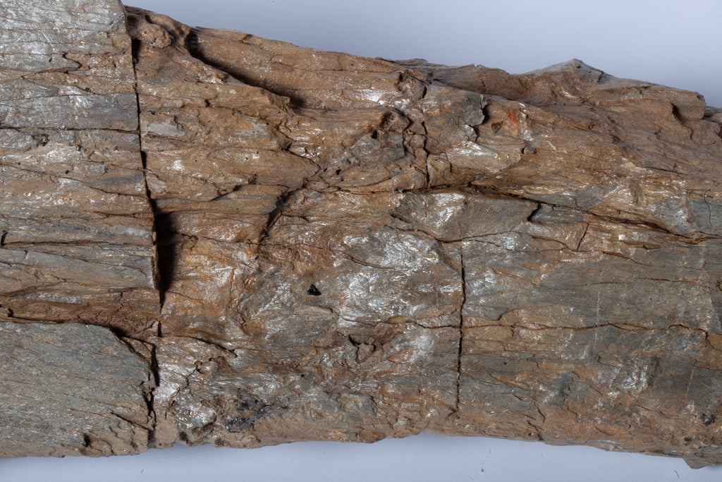 Betulla Fossile Naturale – Legno Pietrificato