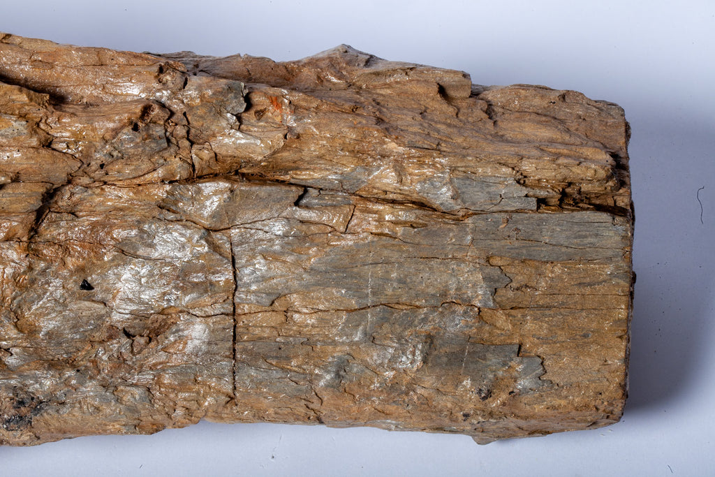 Betulla Fossile Naturale – Legno Pietrificato