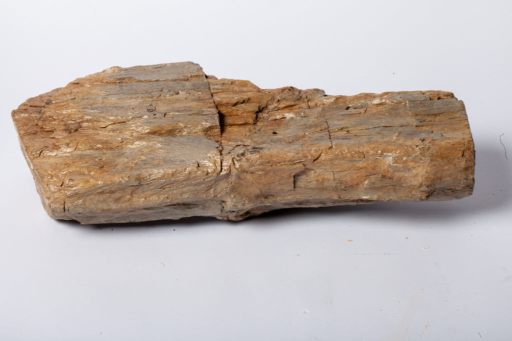 Betulla Fossile Naturale – Legno Pietrificato