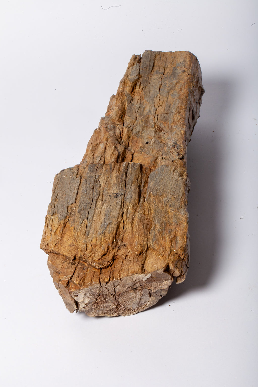 Corteccia Fossile Naturale – Pietrificazione Autentica