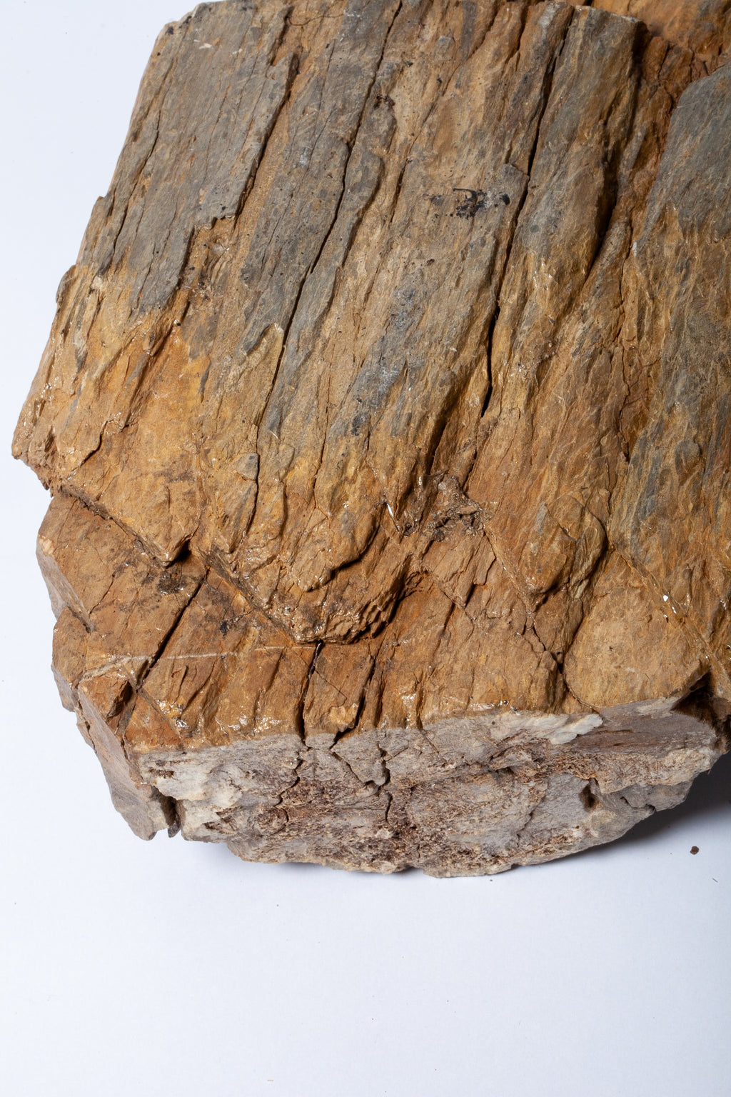Corteccia Fossile Naturale – Pietrificazione Autentica