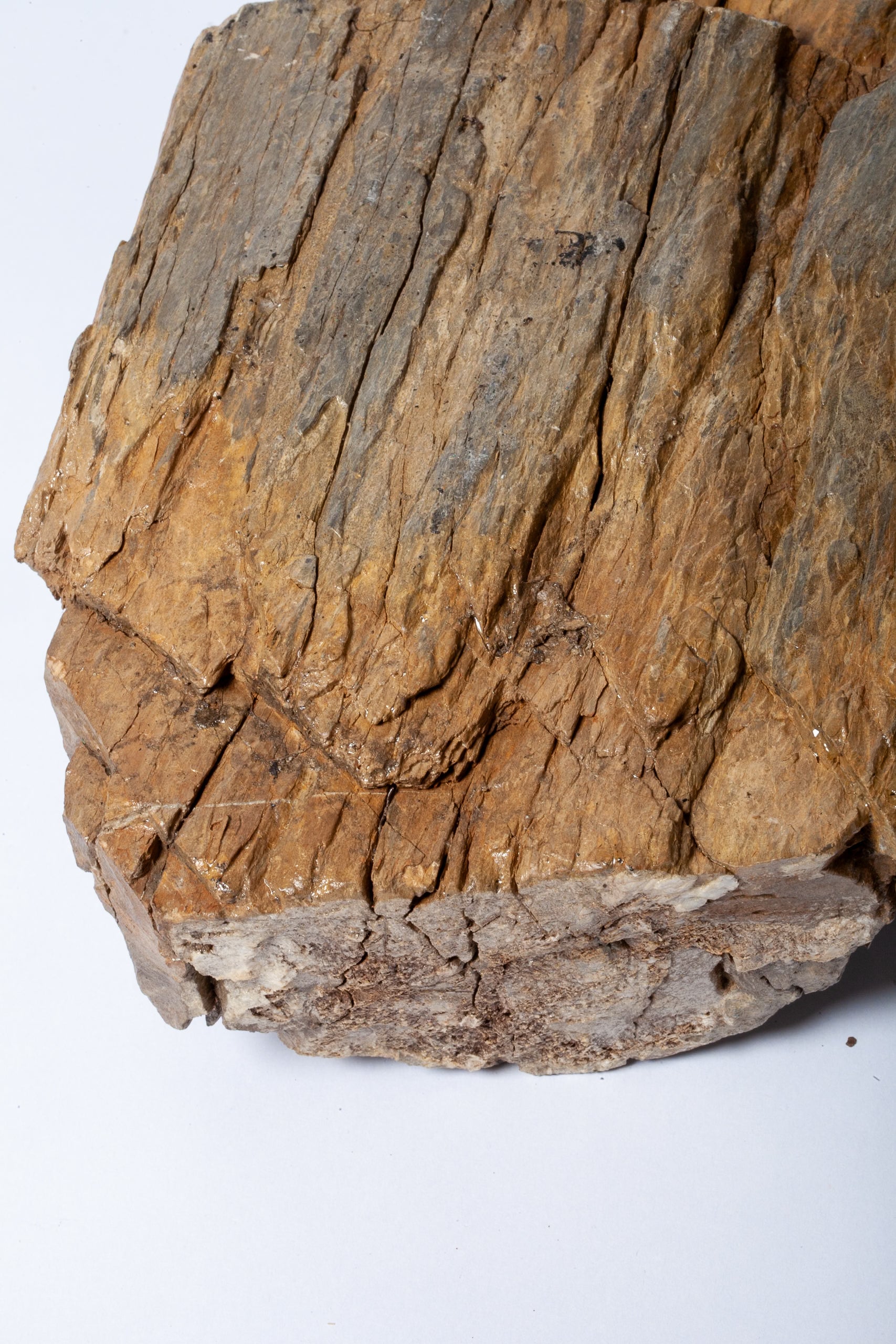 Corteccia Fossile Naturale – Pietrificazione Autentica