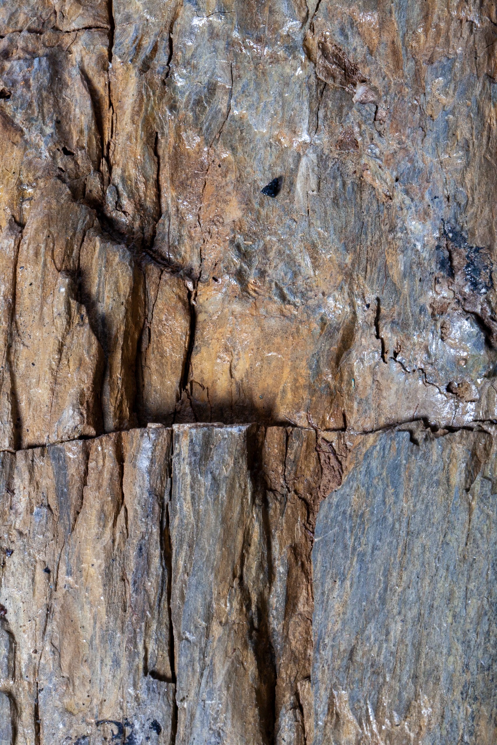 Corteccia Fossile Naturale – Pietrificazione Autentica