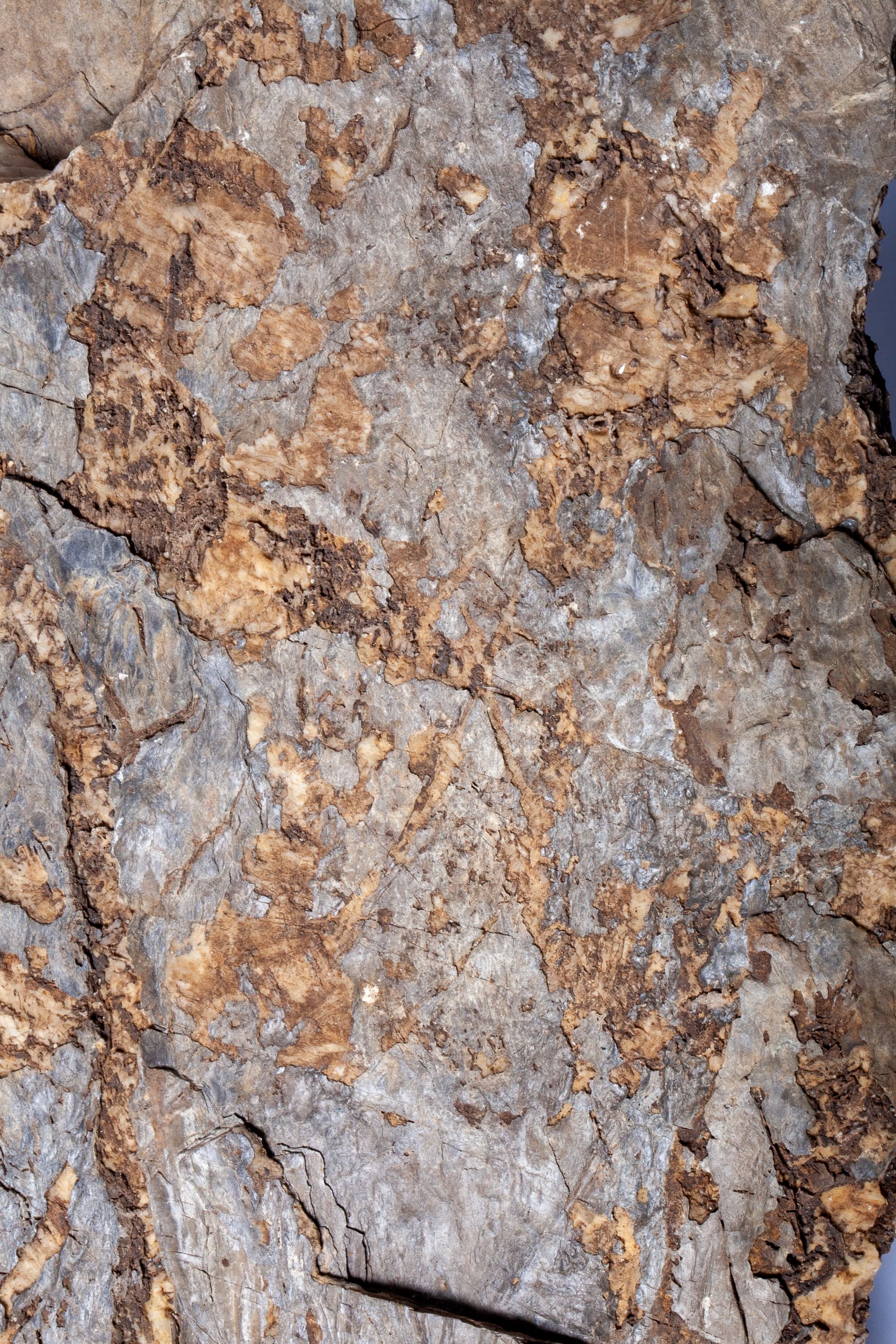 Corteccia Fossile Naturale – Pietrificazione Autentica