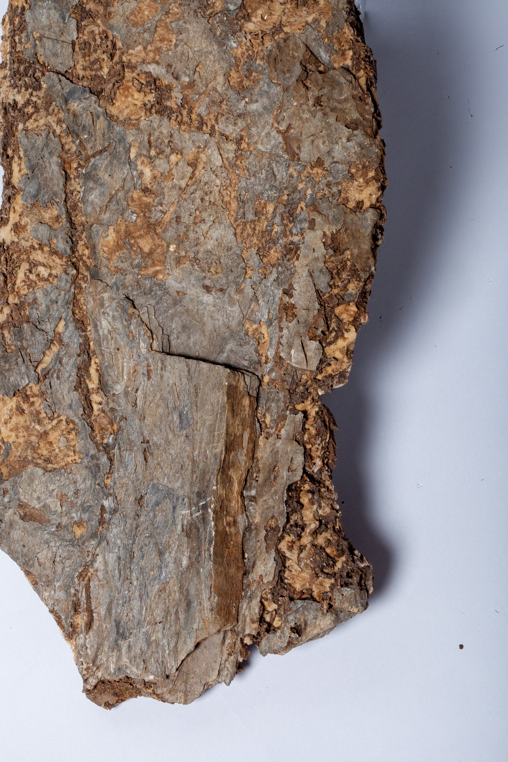 Corteccia Fossile Naturale – Pietrificazione Autentica