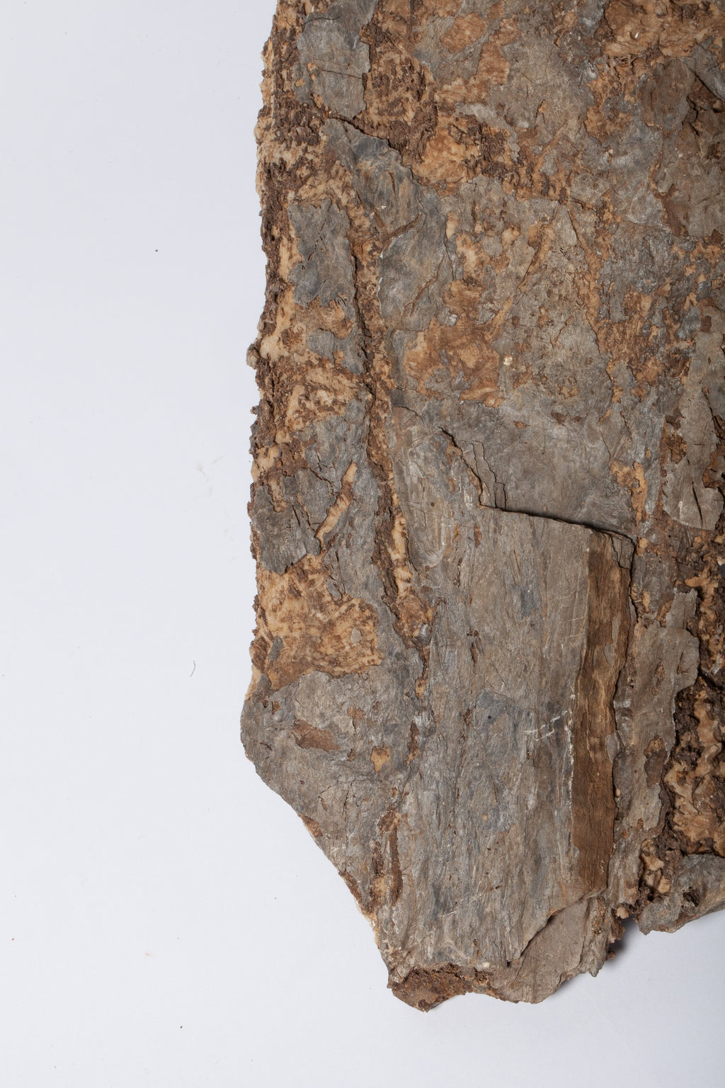 Corteccia Fossile Naturale – Pietrificazione Autentica