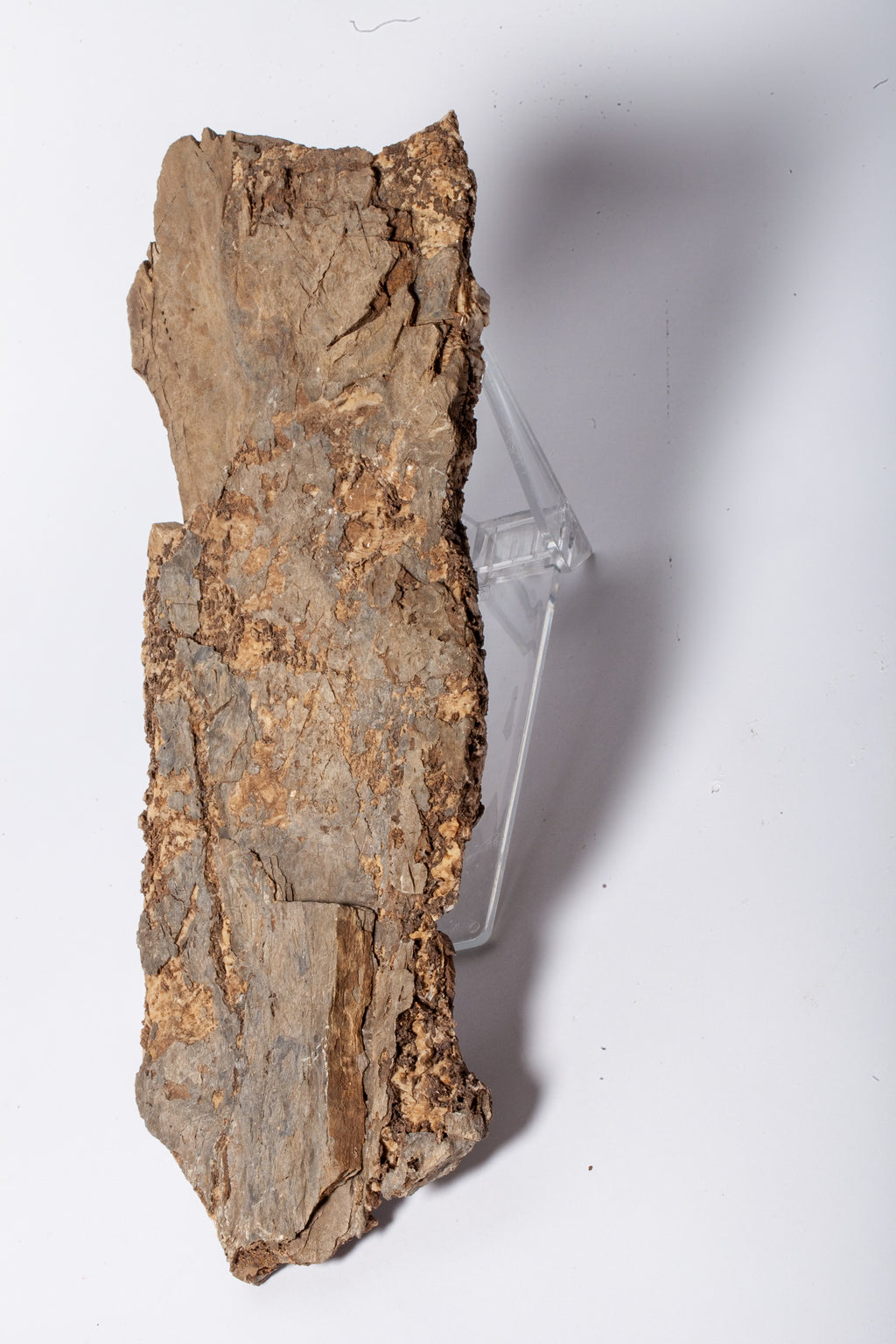 Corteccia Fossile Naturale – Pietrificazione Autentica