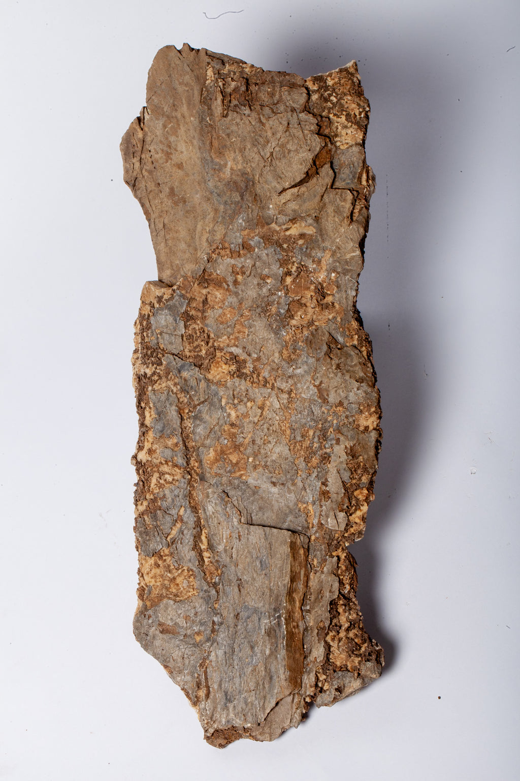 Corteccia Fossile Naturale – Pietrificazione Autentica