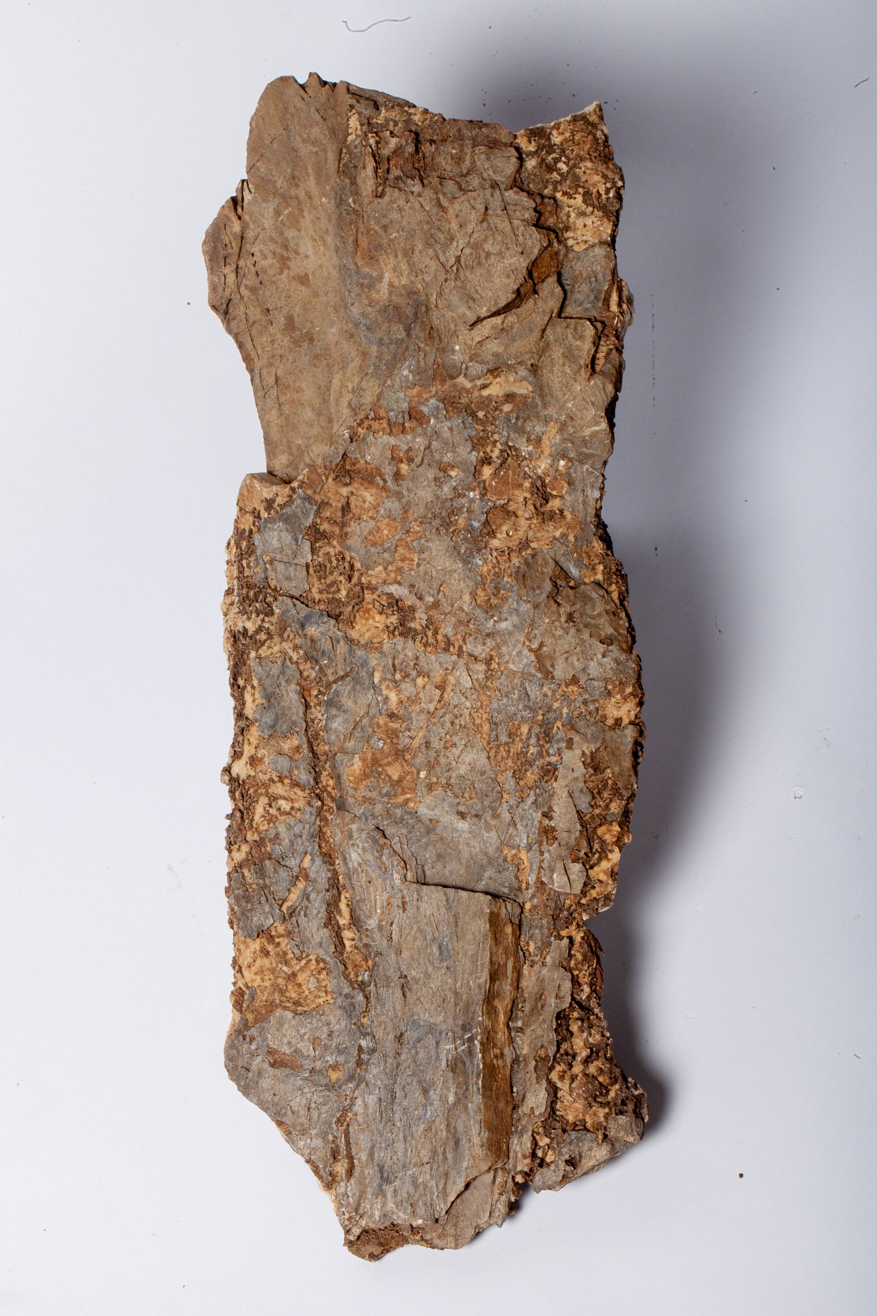 Corteccia Fossile Naturale – Pietrificazione Autentica