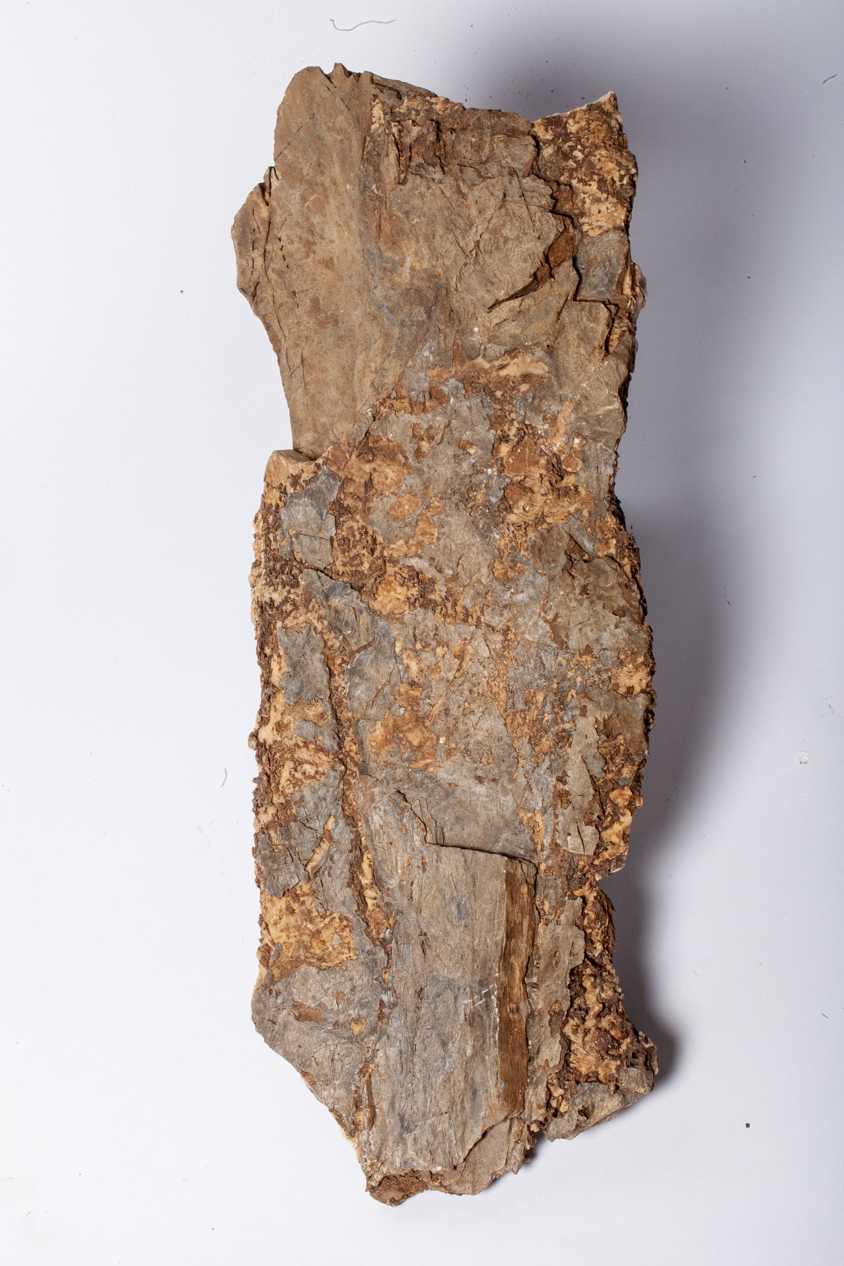 Corteccia Fossile Naturale – Pietrificazione Autentica