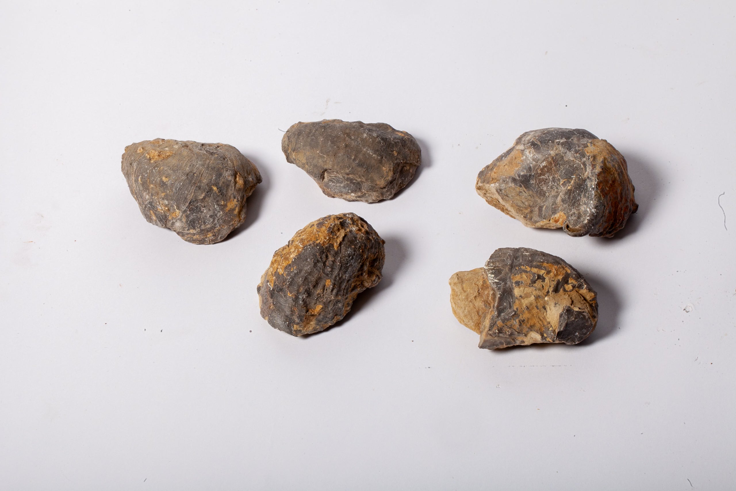 Set 5 Fossili di Ostrica Naturale – Collezione Paleontologica