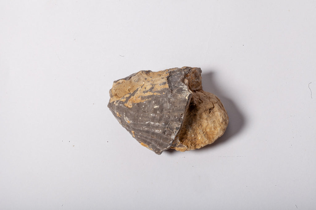 Set 5 Fossili di Ostrica Naturale – Collezione Paleontologica