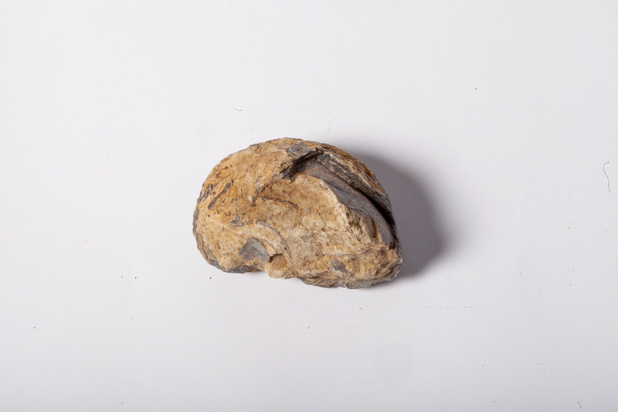Set 5 Fossili di Ostrica Naturale – Collezione Paleontologica