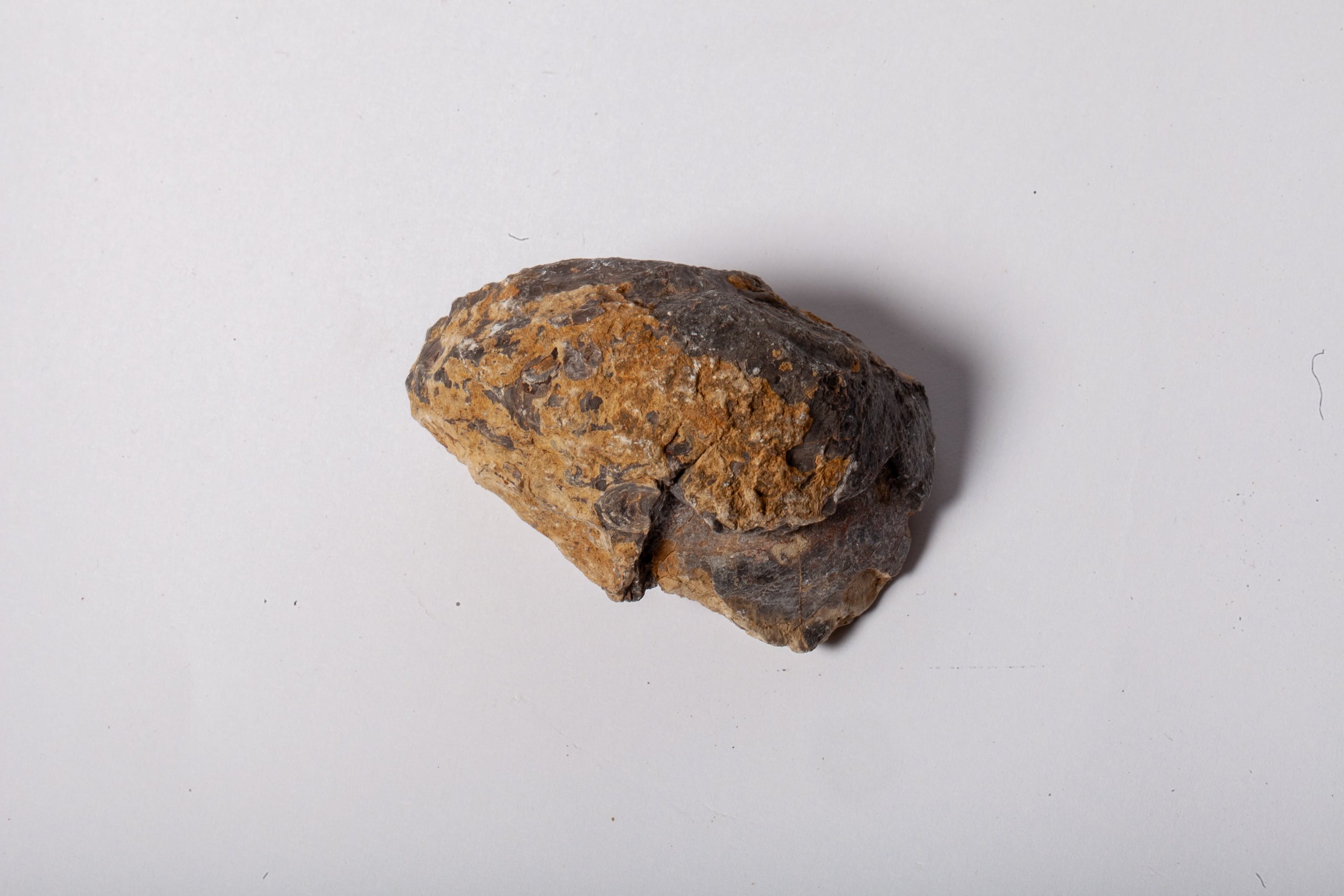 Set 5 Fossili di Ostrica Naturale – Collezione Paleontologica
