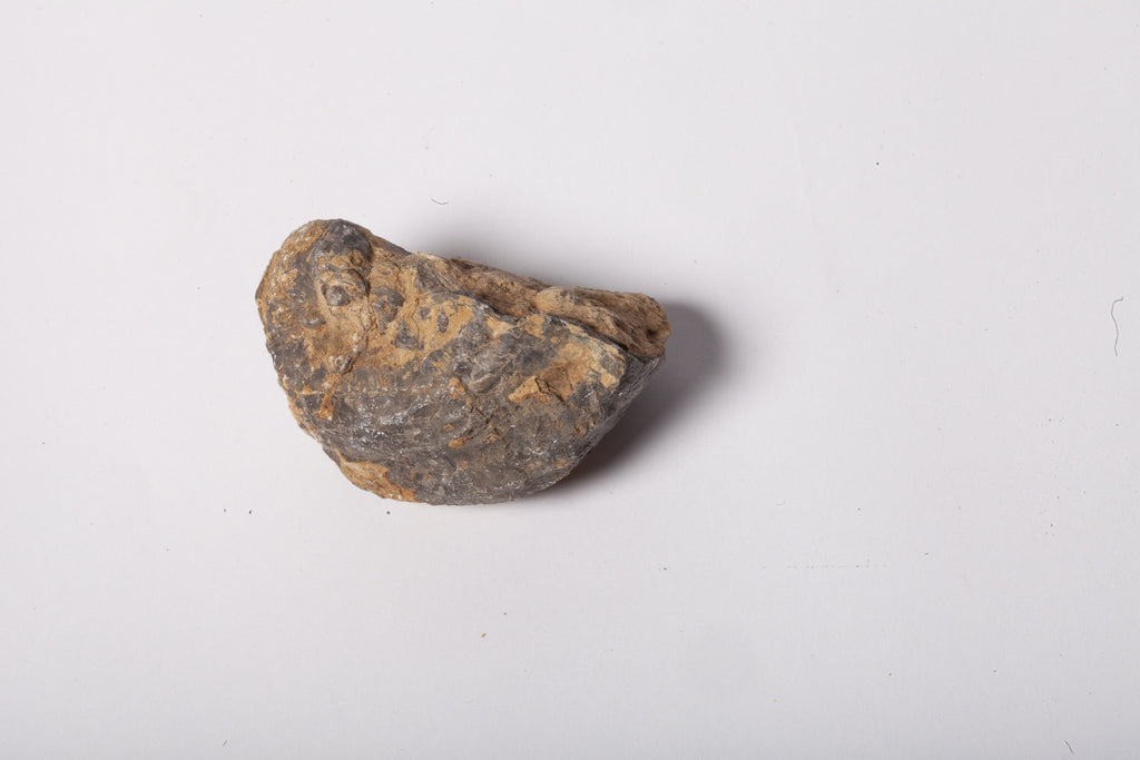 Set 5 Fossili di Ostrica Naturale – Collezione Paleontologica