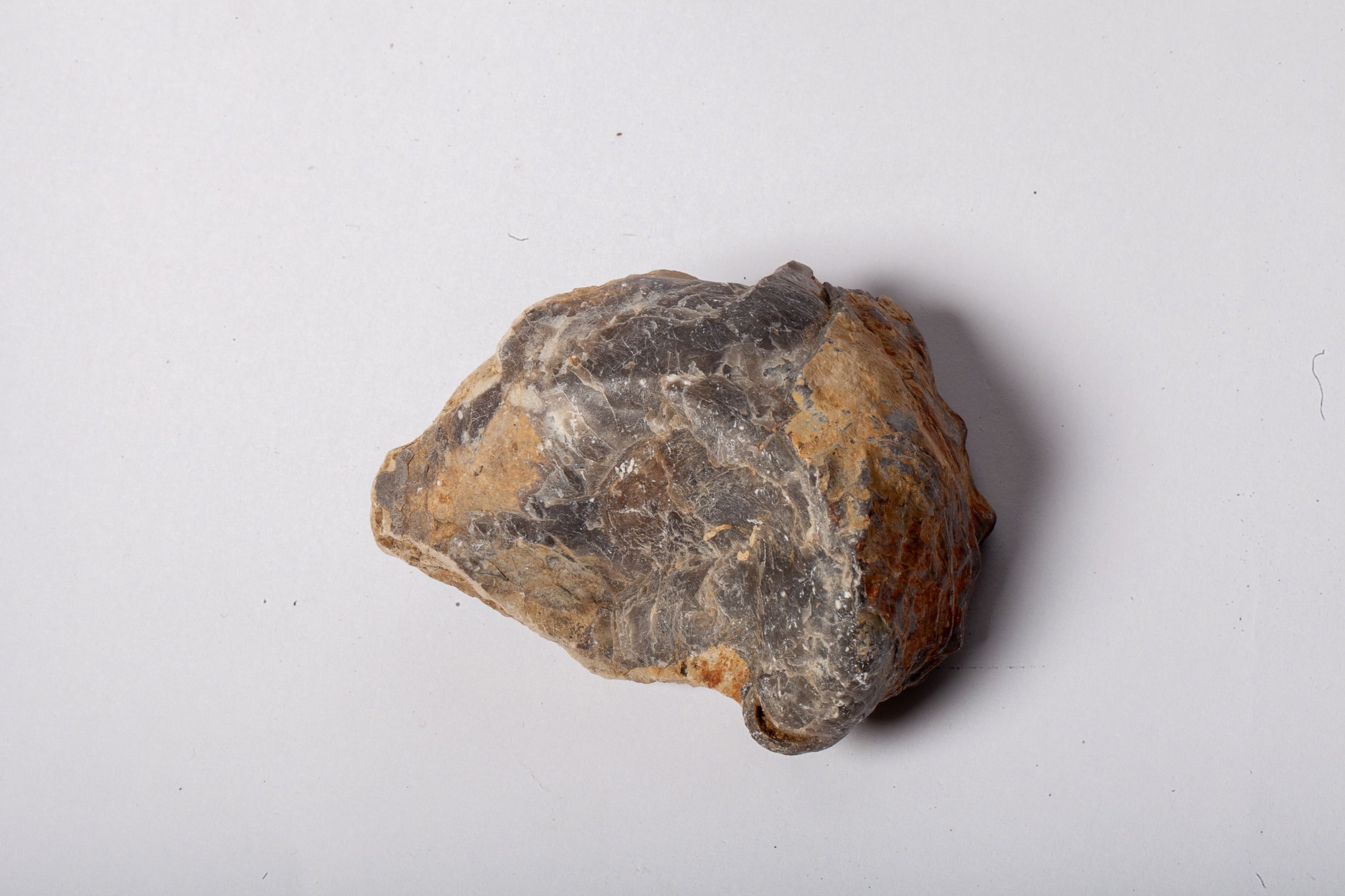 Set 5 Fossili di Ostrica Naturale – Collezione Paleontologica