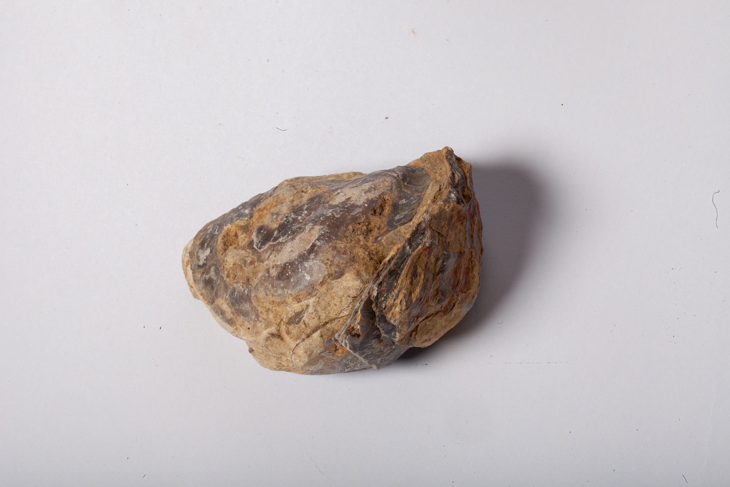 Set 5 Fossili di Ostrica Naturale – Collezione Paleontologica