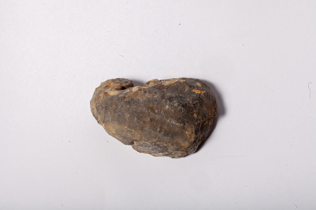 Set 5 Fossili di Ostrica Naturale – Collezione Paleontologica