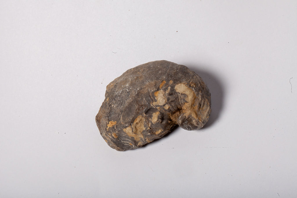 Set 5 Fossili di Ostrica Naturale – Collezione Paleontologica