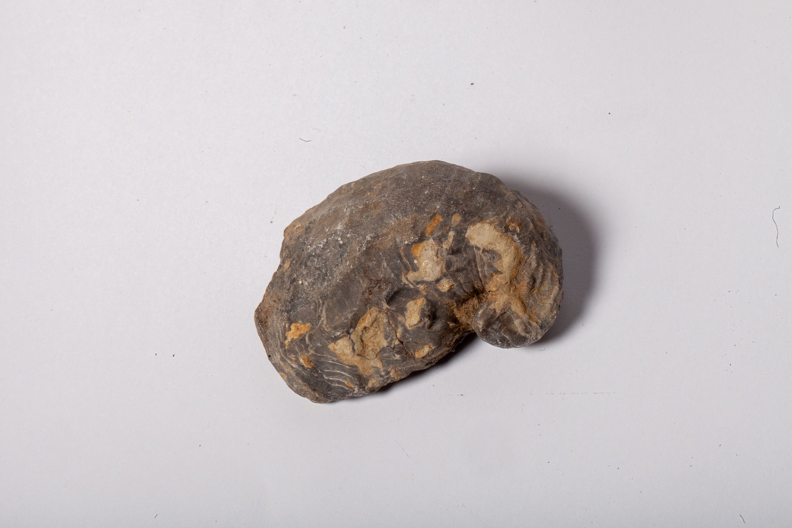 Set 5 Fossili di Ostrica Naturale – Collezione Paleontologica