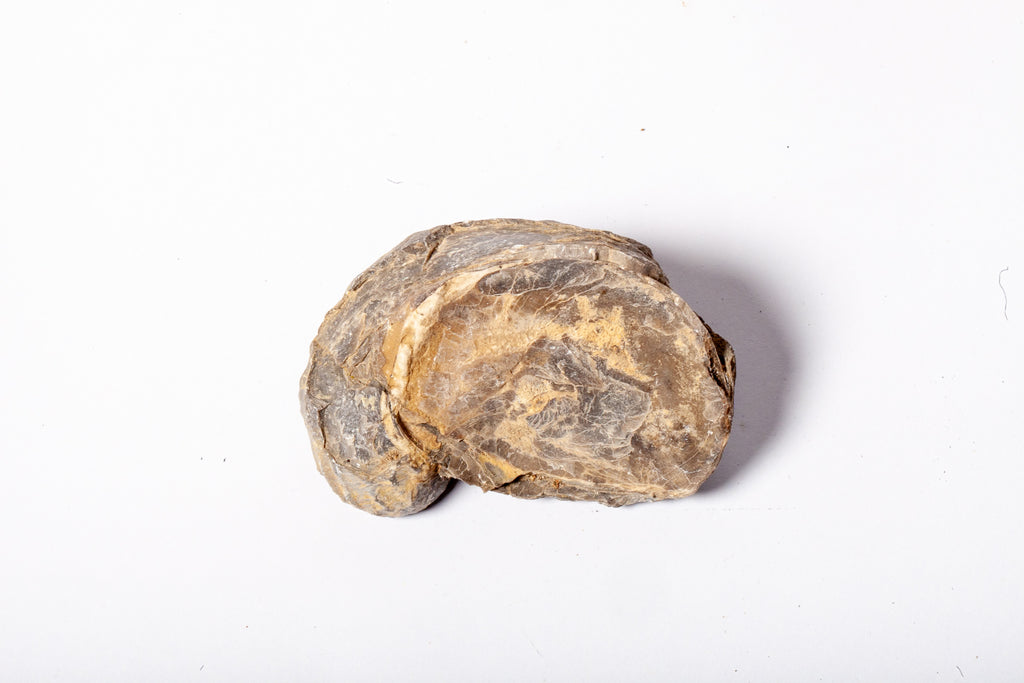 Set 5 Fossili di Ostrica Naturale – Collezione Paleontologica