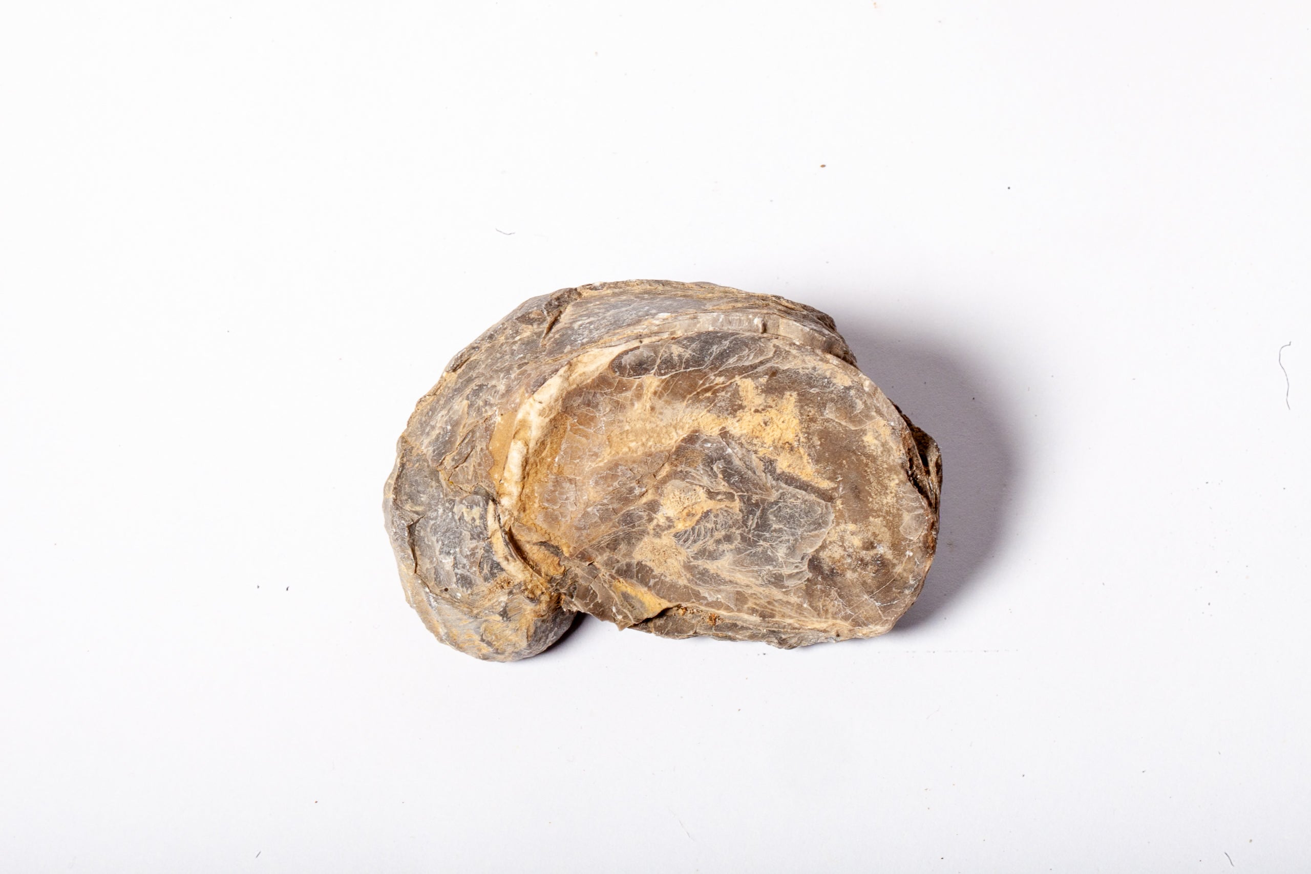 Set 5 Fossili di Ostrica Naturale – Collezione Paleontologica