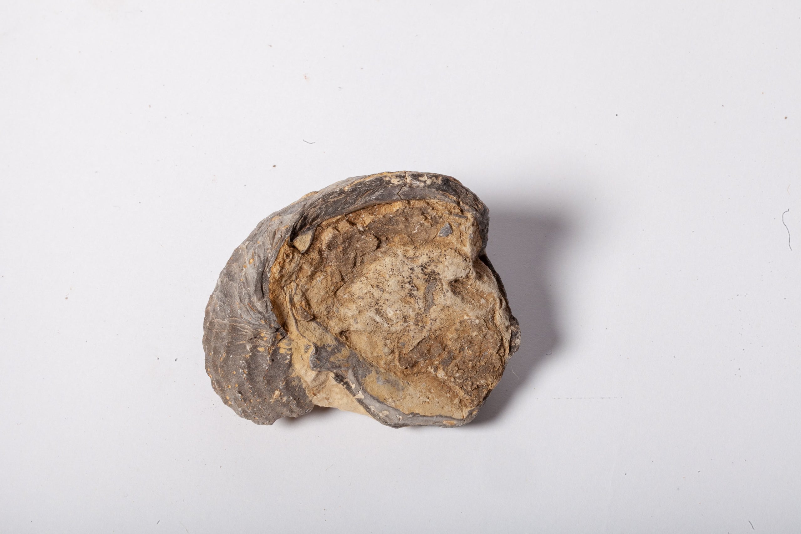 Set 5 Fossili di Ostrica Naturale – Collezione Paleontologica