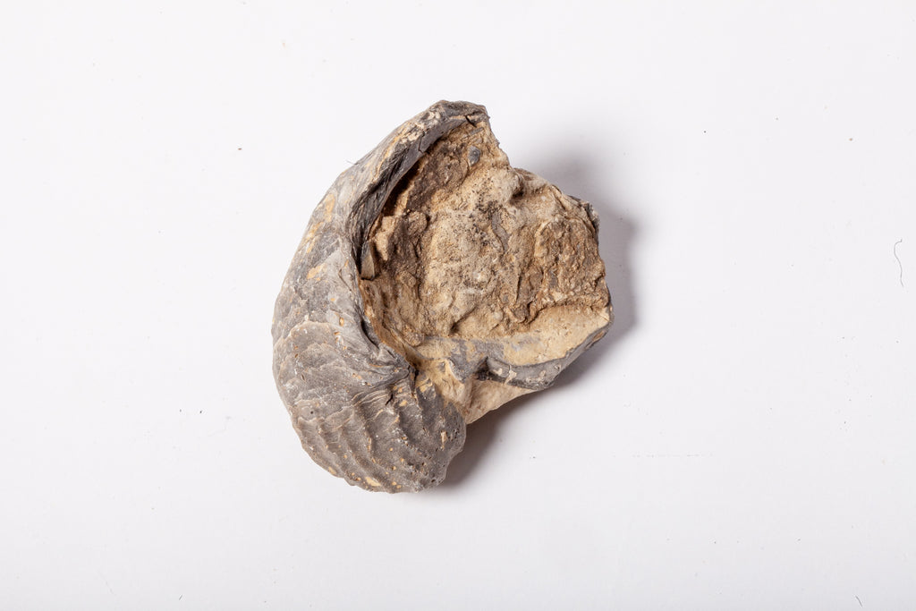 Set 5 Fossili di Ostrica Naturale – Collezione Paleontologica