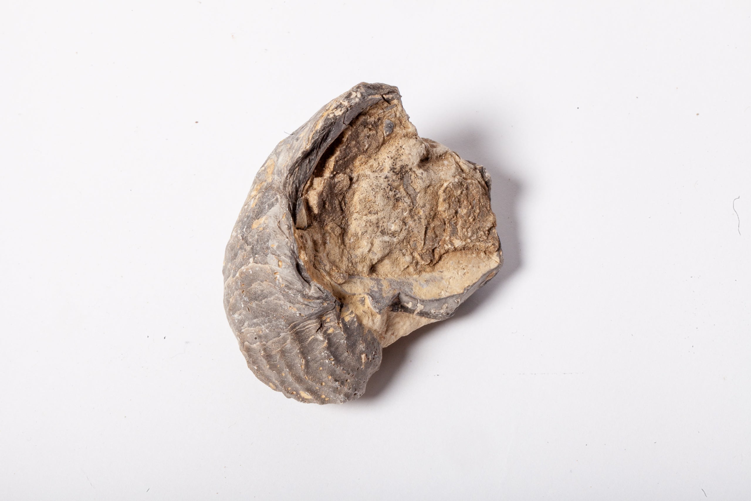 Set 5 Fossili di Ostrica Naturale – Collezione Paleontologica
