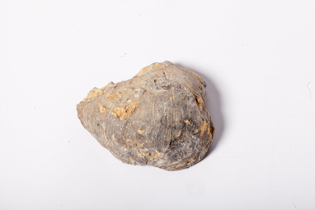 Set 5 Fossili di Ostrica Naturale – Collezione Paleontologica