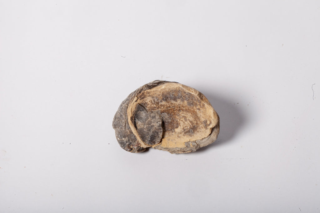 Set 5 Fossili di Ostrica Naturale – Collezione Paleontologica