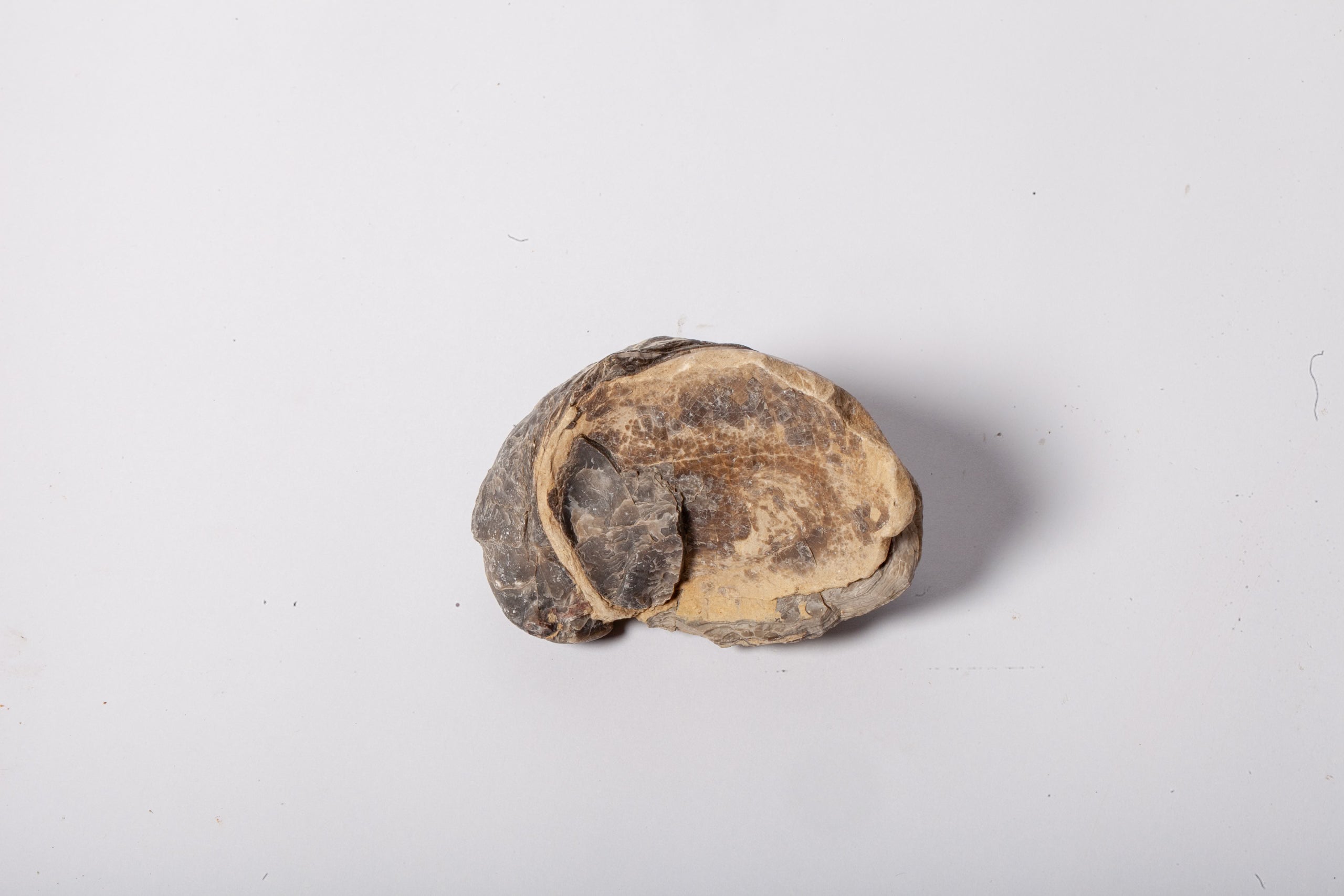 Set 5 Fossili di Ostrica Naturale – Collezione Paleontologica