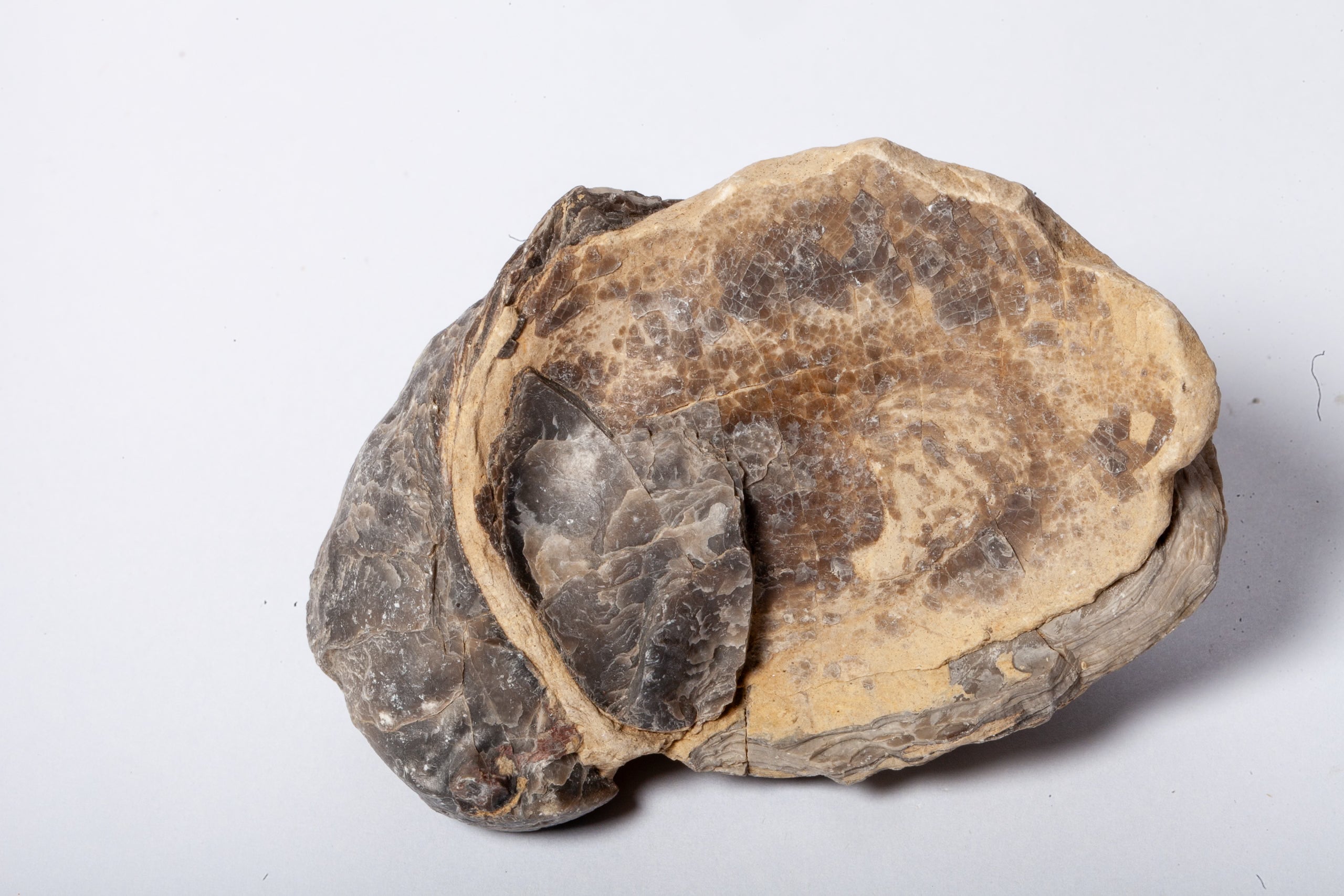 Set 5 Fossili di Ostrica Naturale – Collezione Paleontologica