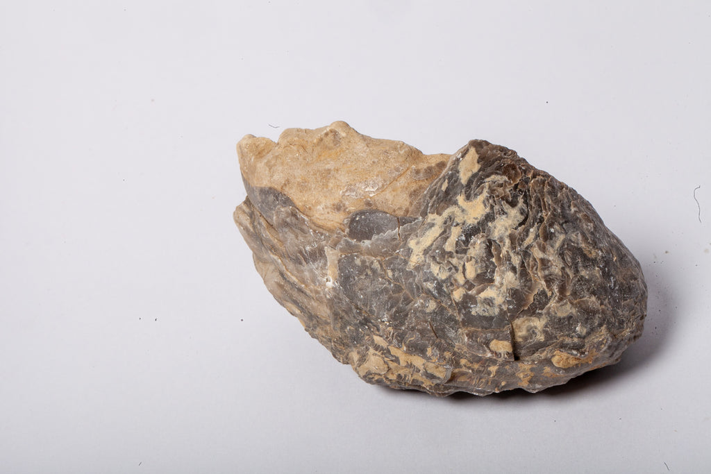 Set 5 Fossili di Ostrica Naturale – Collezione Paleontologica
