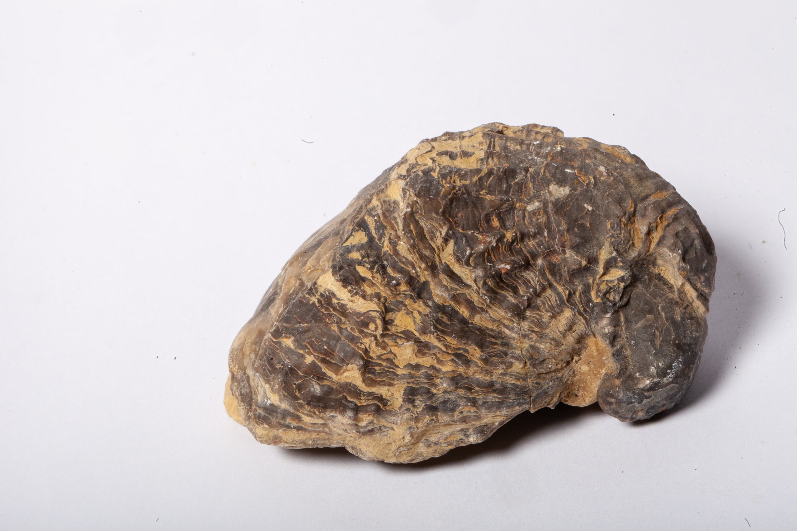 Set 5 Fossili di Ostrica Naturale – Collezione Paleontologica