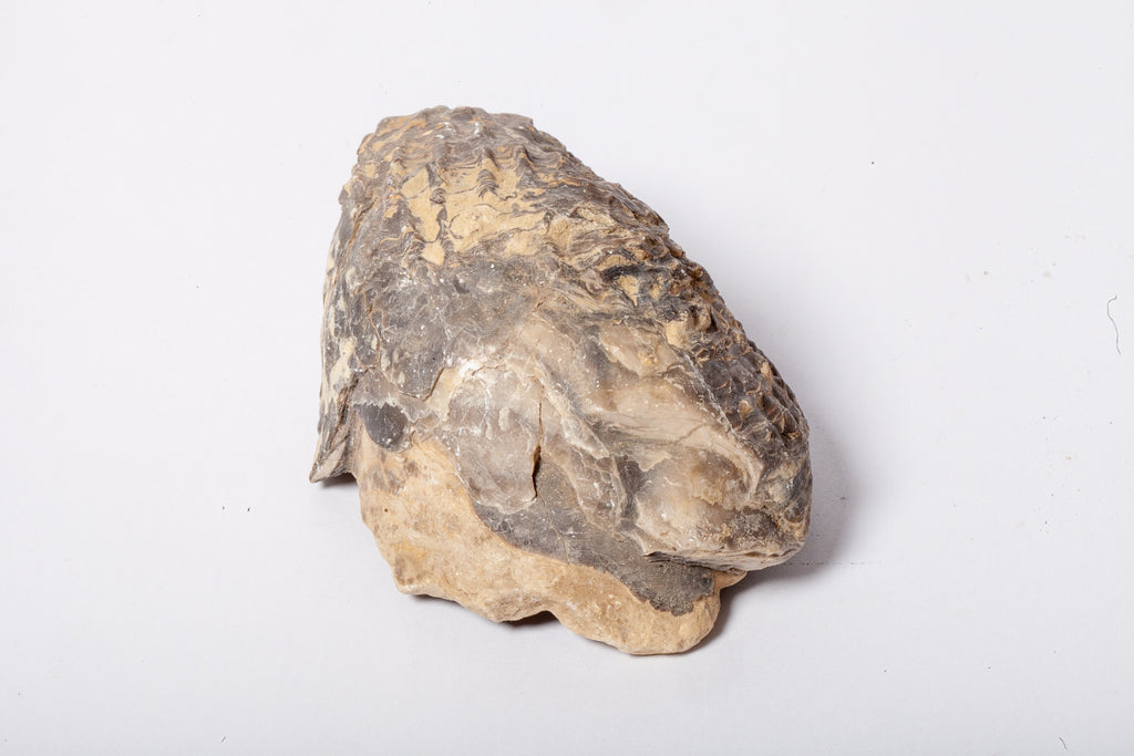 Set 5 Fossili di Ostrica Naturale – Collezione Paleontologica