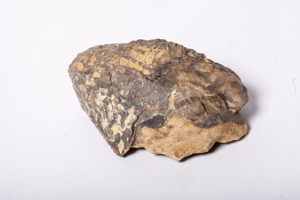 Set 5 Fossili di Ostrica Naturale – Collezione Paleontologica