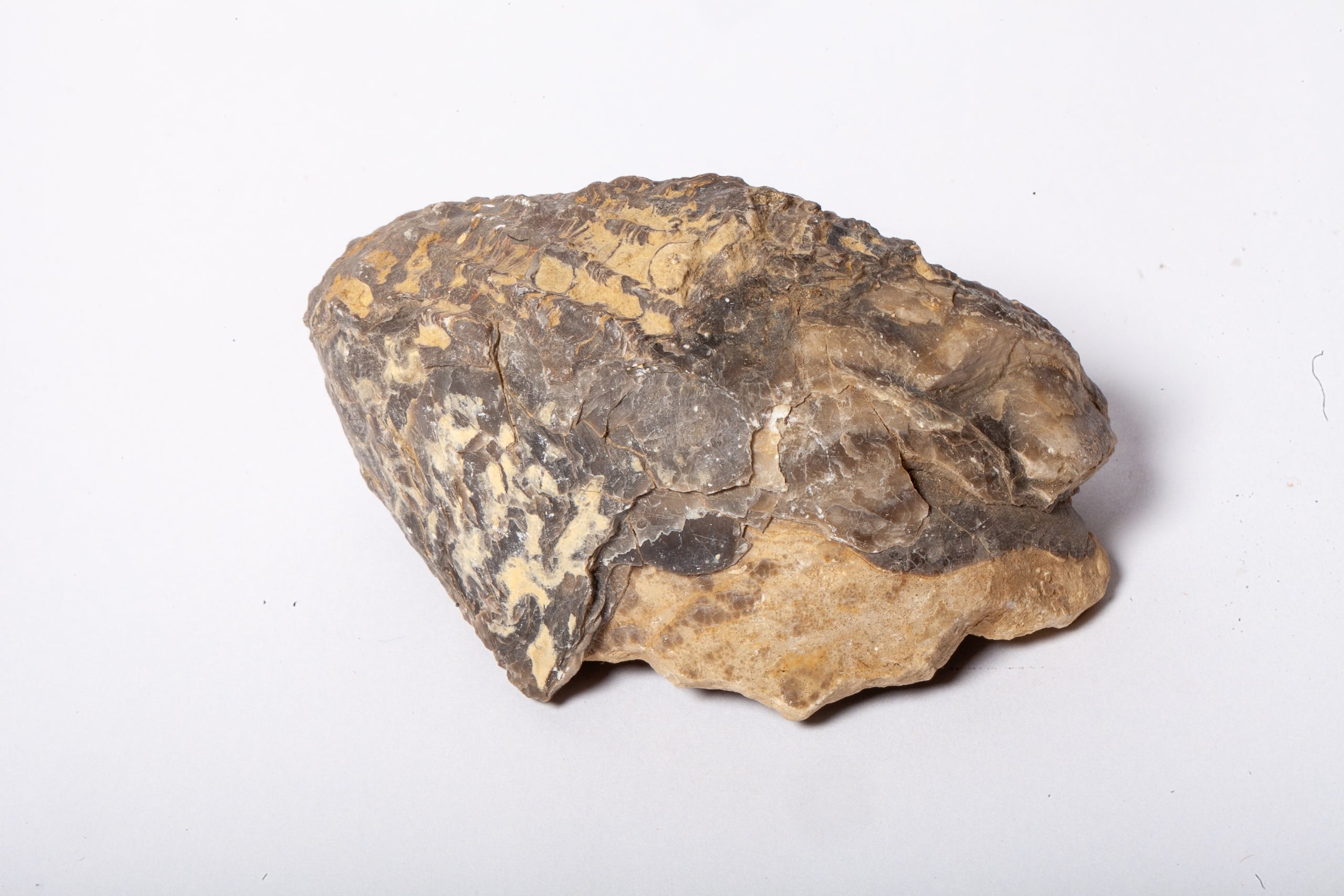 Set 5 Fossili di Ostrica Naturale – Collezione Paleontologica