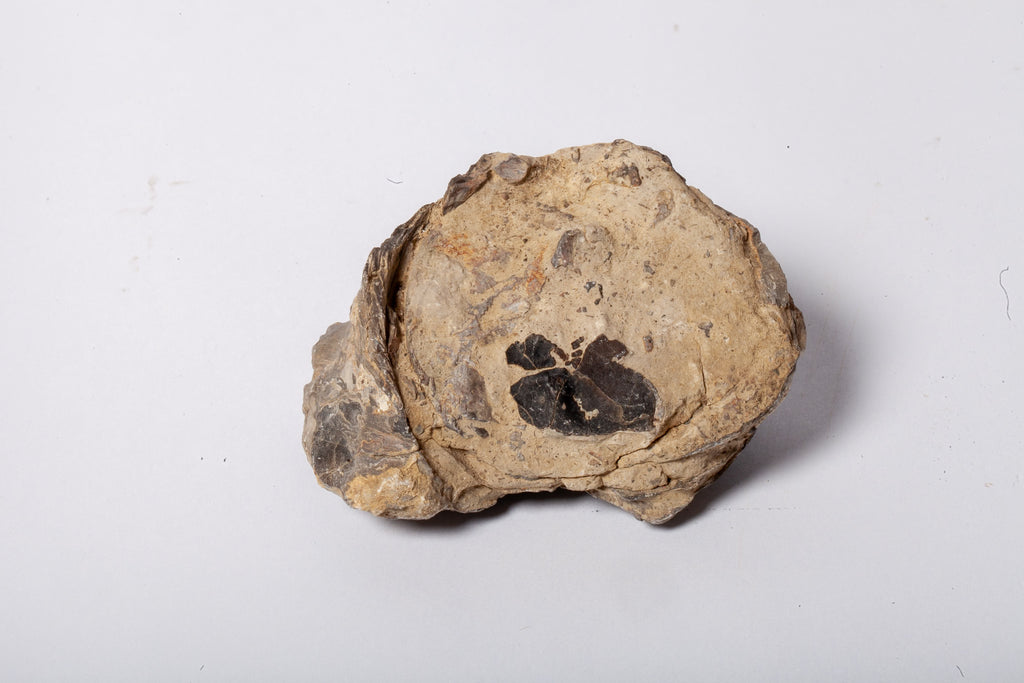 Set 5 Fossili di Ostrica Naturale – Collezione Paleontologica