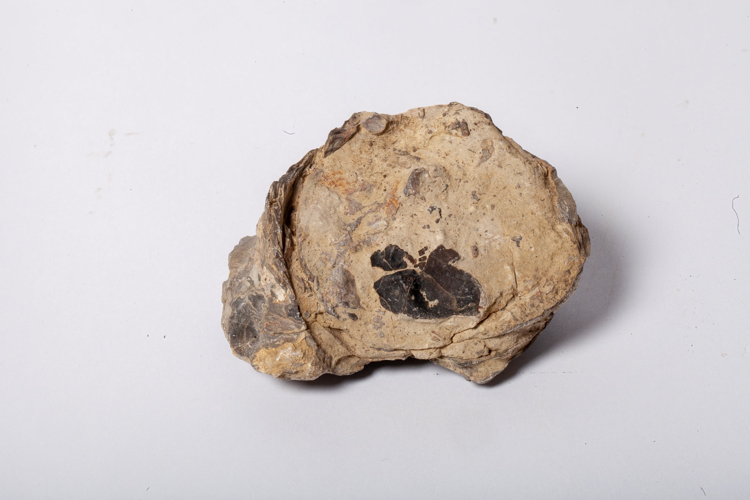 Set 5 Fossili di Ostrica Naturale – Collezione Paleontologica