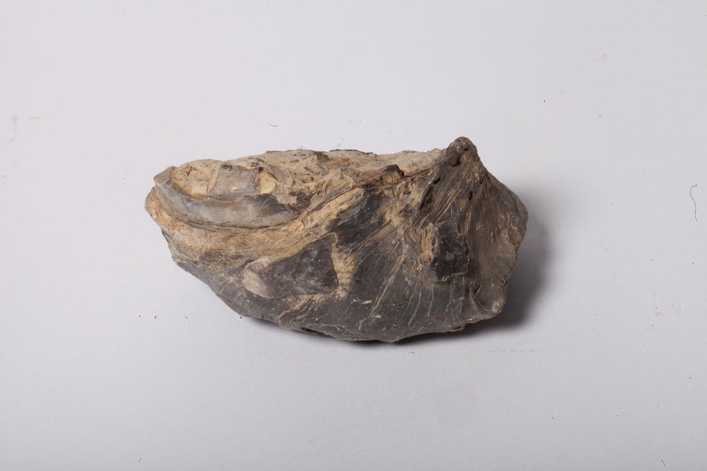 Set 5 Fossili di Ostrica Naturale – Collezione Paleontologica