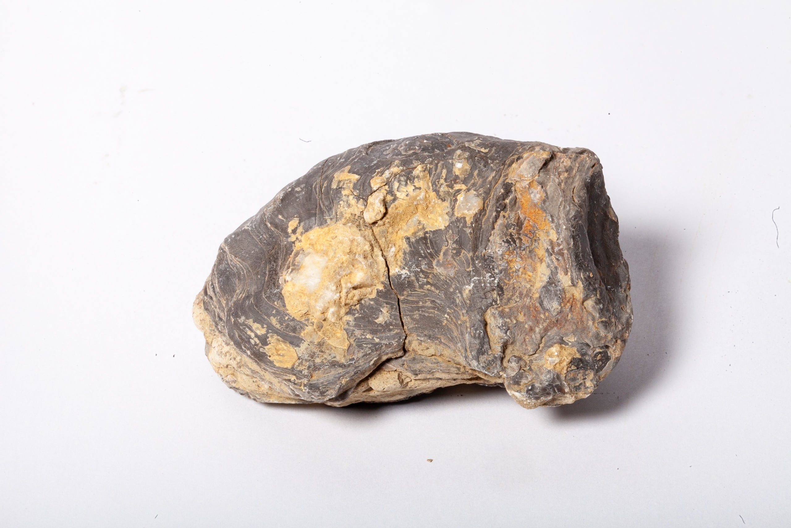 Set 5 Fossili di Ostrica Naturale – Collezione Paleontologica