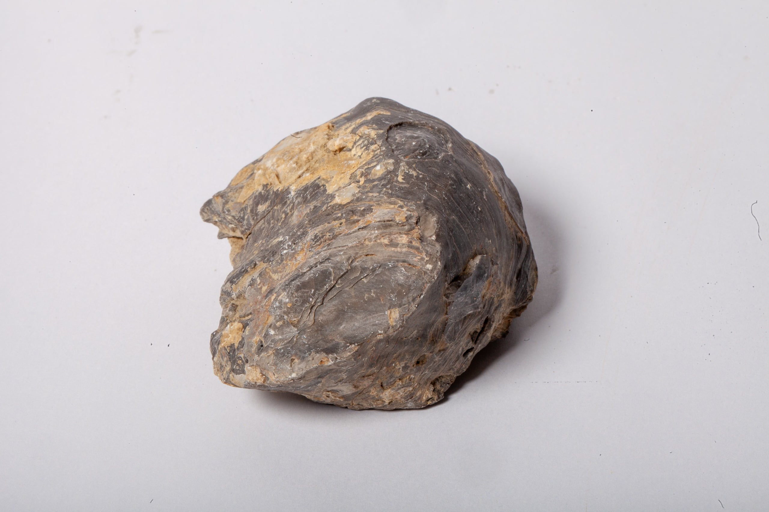Set 5 Fossili di Ostrica Naturale – Collezione Paleontologica