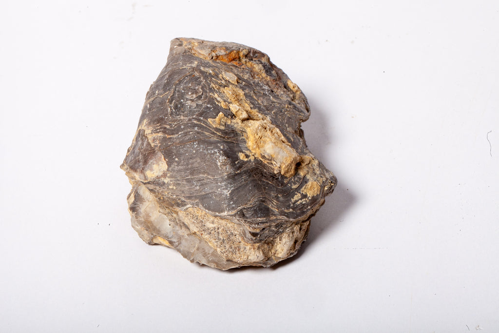 Set 5 Fossili di Ostrica Naturale – Collezione Paleontologica